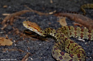 ¿Cómo son los reptiles y anfibios del noroeste del Uruguay? 